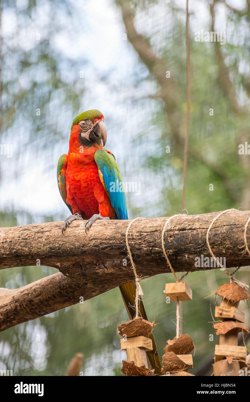 Foz do Iguaçu, Brésil - juillet 9, 2016 : l'ara perroquets colorés oiseau sur une branche d'arbre au Brésil Banque D'Images