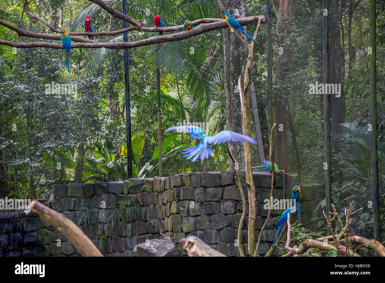 Foz do Iguaçu, Brésil - juillet 9, 2016 : Blue macaw perroquets oiseau sur une branche d'arbre au Brésil Banque D'Images