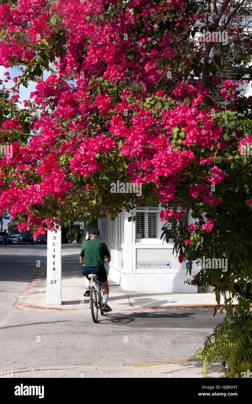 Les cyclistes le long de la rue d'Olivia à Key West, en Floride. Banque D'Images