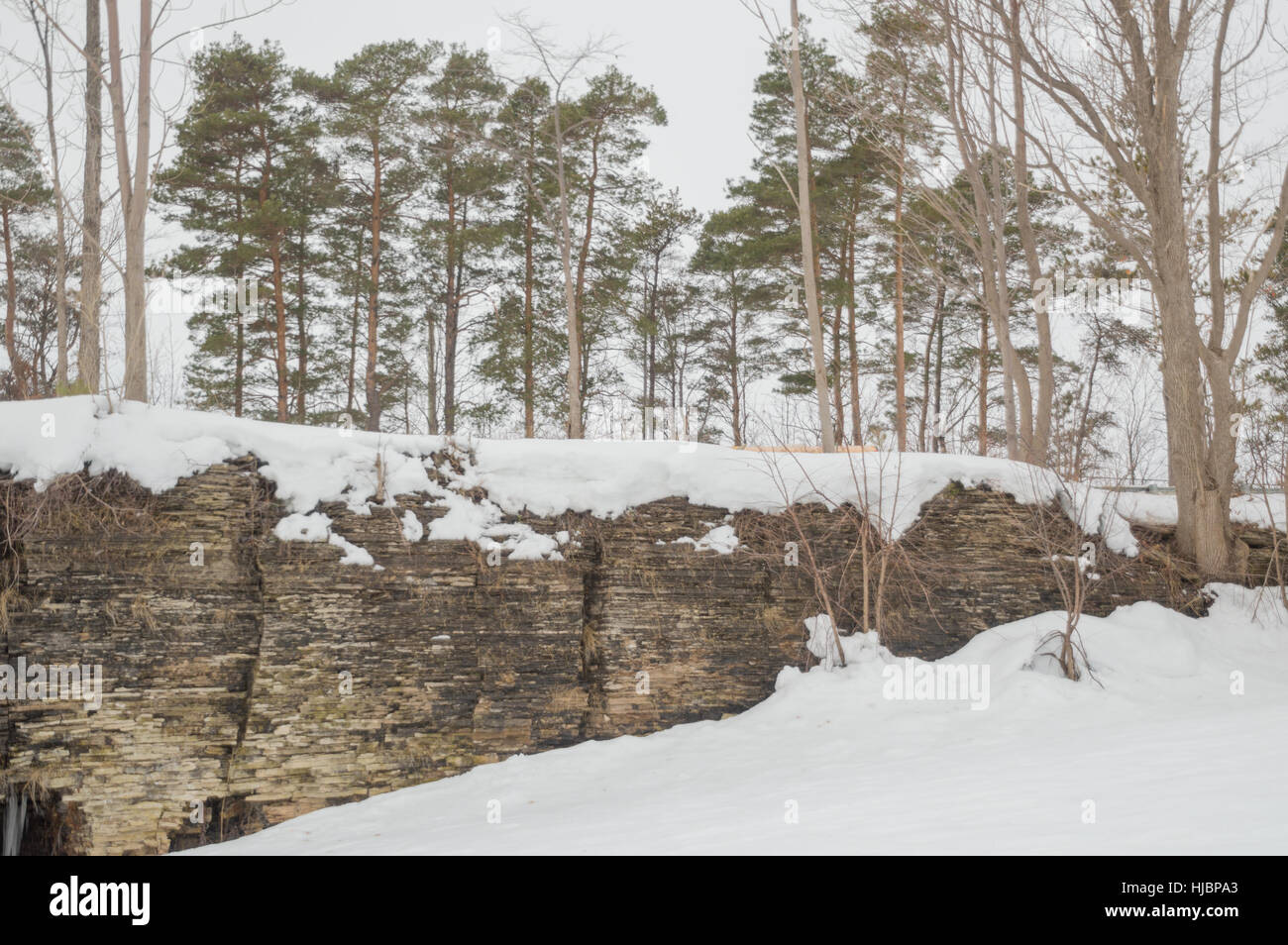 Une rangée de pins du Scot croissant sur une falaise calcaire historique Banque D'Images