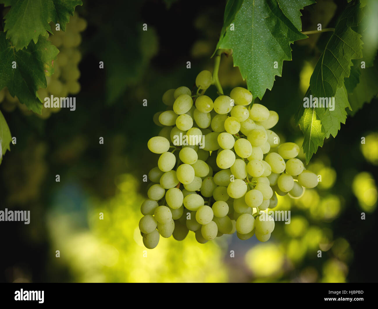 Cultivés naturellement Sultana grappes suspendues sur vigne vignoble australien Banque D'Images