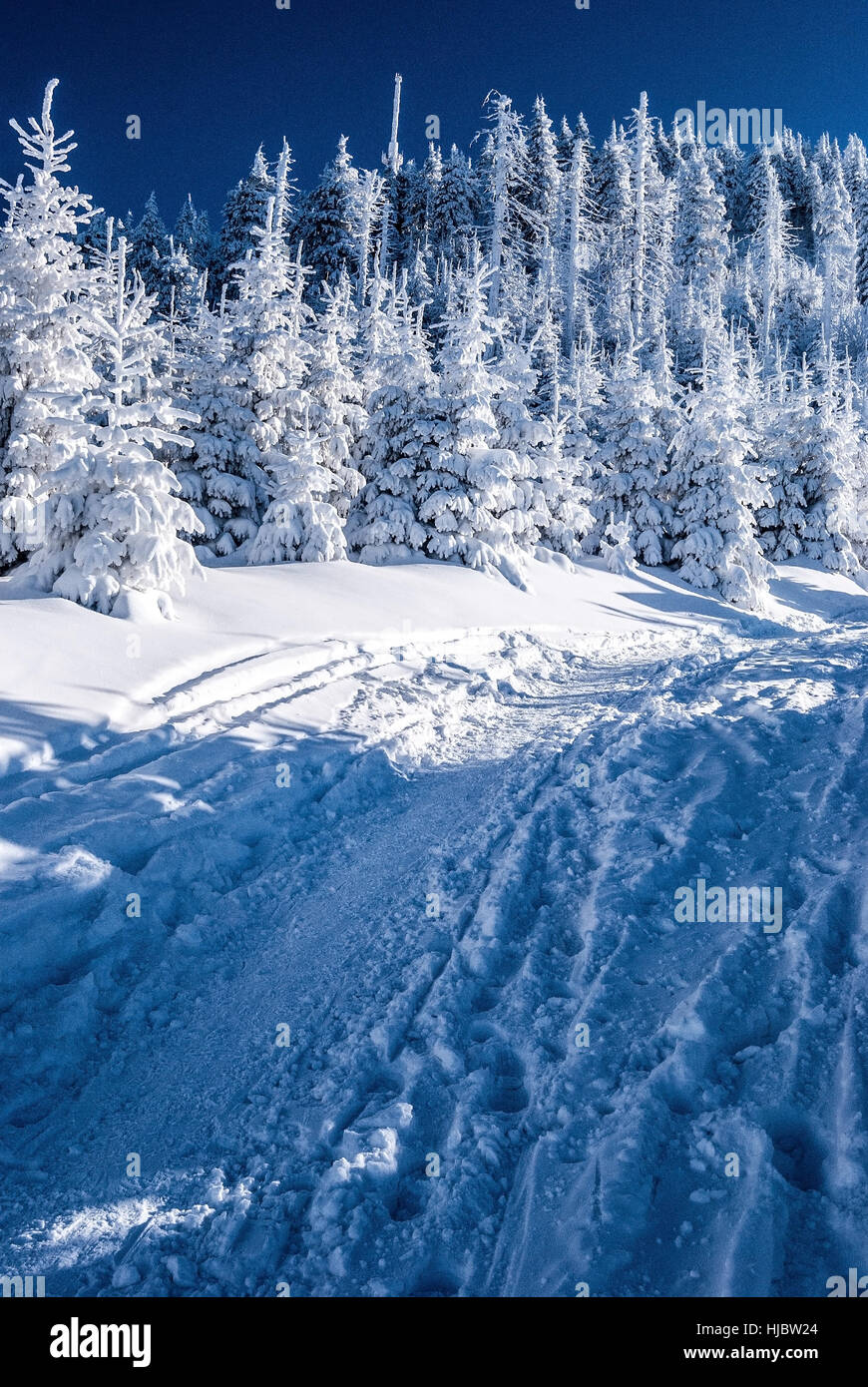 Lysa hora colline en hiver Moravskoslezske Beskydy montagnes avec neige, sentier de randonnée, forêt gelée et ciel clair pendant la journée vraiment glaciale Banque D'Images