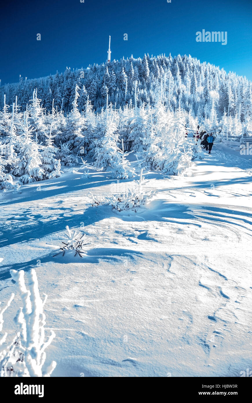 Lysa hora hill en hiver moravskoslezske beskydy montagnes avec de la neige, sentier de randonnée avec les randonneurs, congelé forêt et Ciel clair Banque D'Images