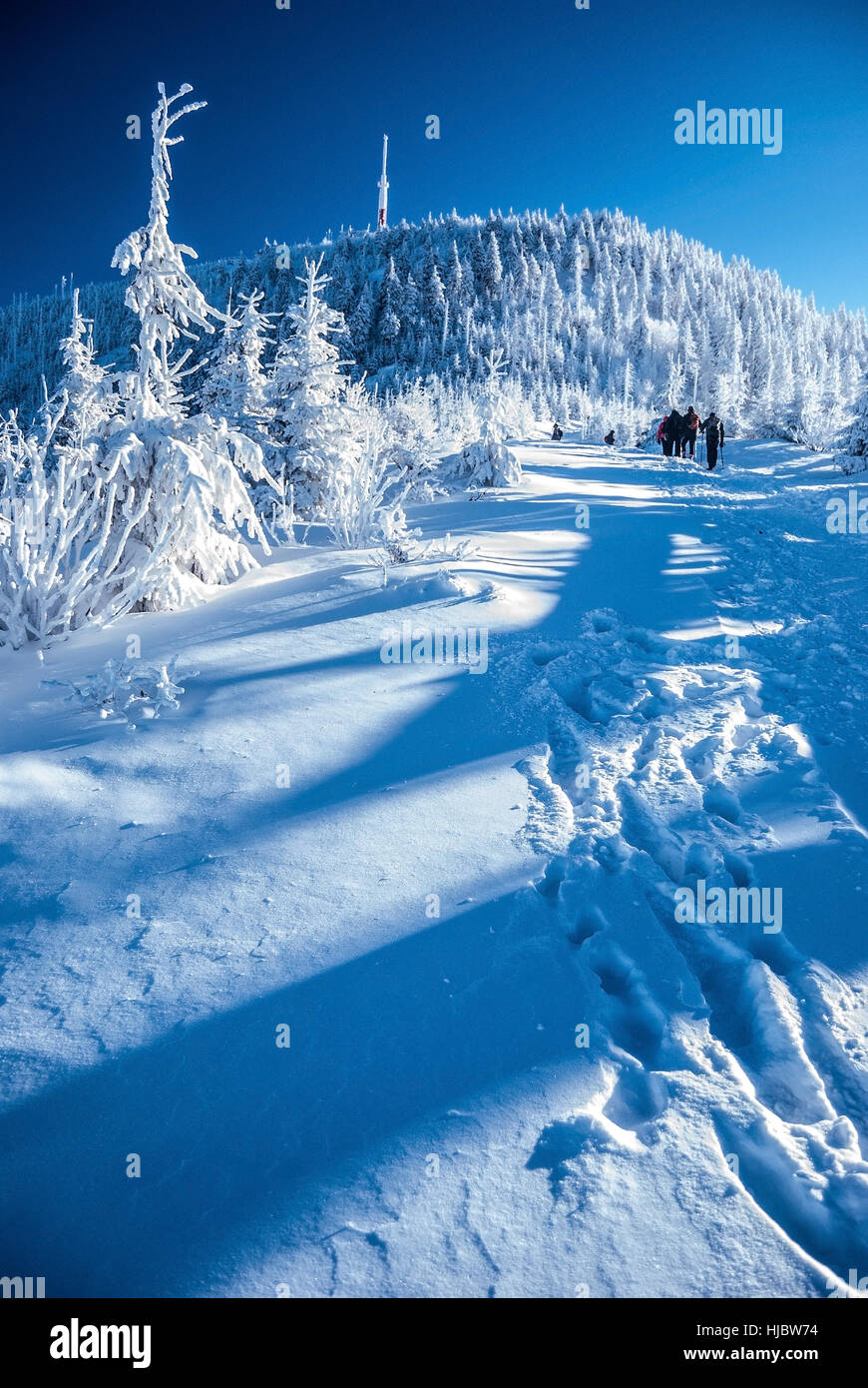 Lysa hora hill en hiver moravskoslezske beskydy montagnes avec de la neige, sentier de randonnée avec les randonneurs, congelé forêt et Ciel clair Banque D'Images