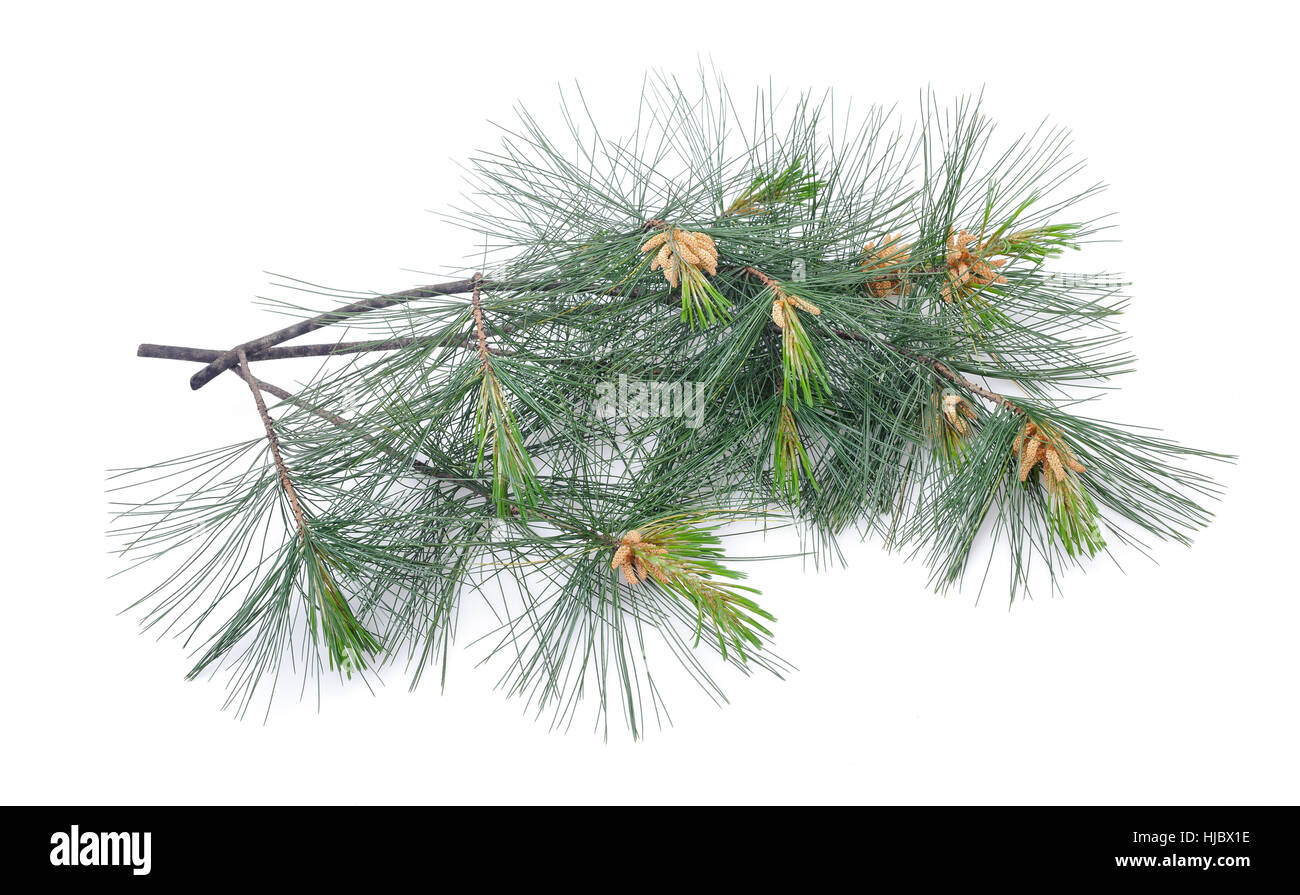 La direction générale en pin suisse isolated on white Banque D'Images