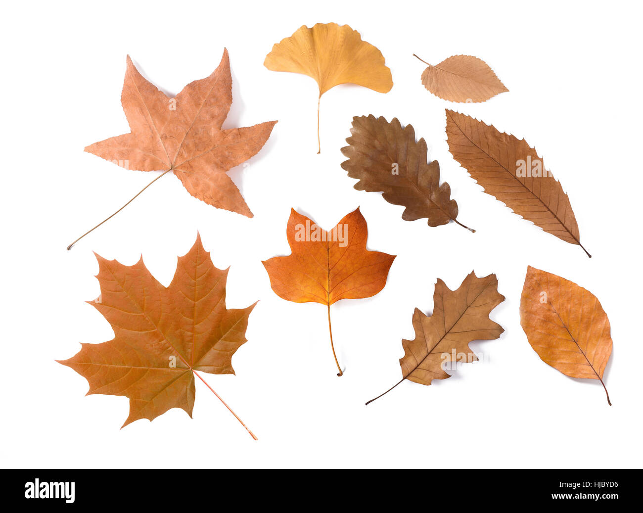 Diverses feuilles sèches groupe isolé sur fond blanc Banque D'Images