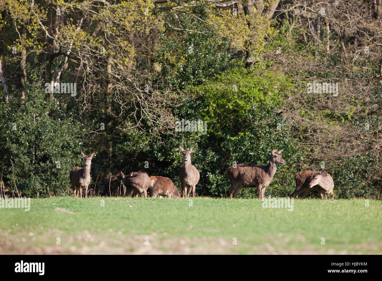Red Deer (Cervus elaphus). Hinds aux années précédentes les veaux, émergeant de couverture forestière pour se nourrir de la récolte céréalière d'hiver semées. Ingham. Le Norfolk. Avril. Banque D'Images