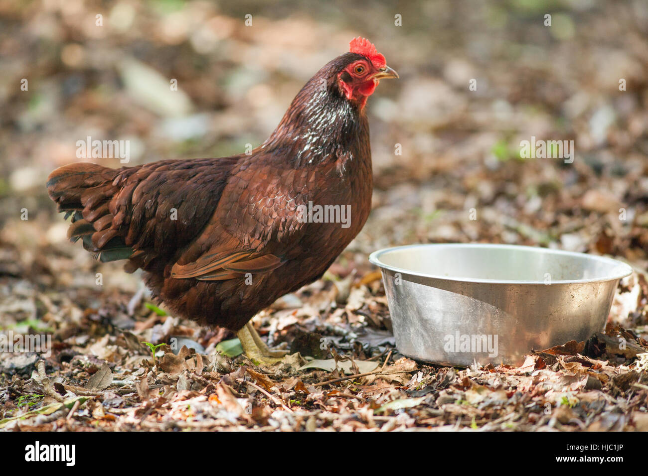 Poule Rhode Island Red, les oiseaux domestiques (Gallus gallus domesticus). Banque D'Images