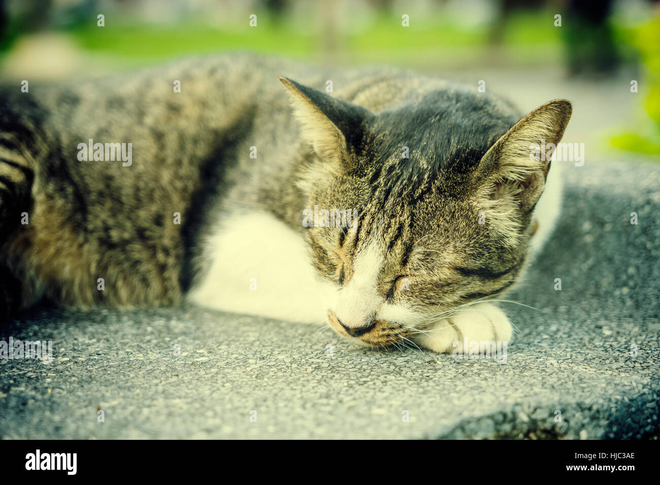 Abstract vintage filtre sur sleeping cat sur plancher de béton - peut utiliser pour afficher ou un montage sur produit Banque D'Images