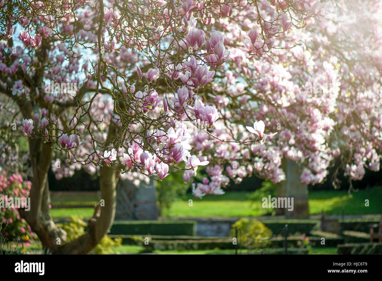 Image paysage de la belle floraison printemps Magnolia arbre/arbuste rose, fleurs en forme de coupe, image prise contre un ciel bleu et un fond. Banque D'Images