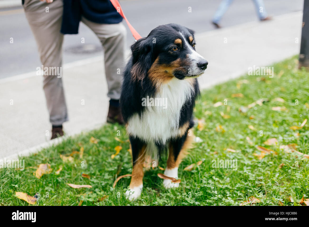 Chien sur l'herbe par ville trottoir Banque D'Images