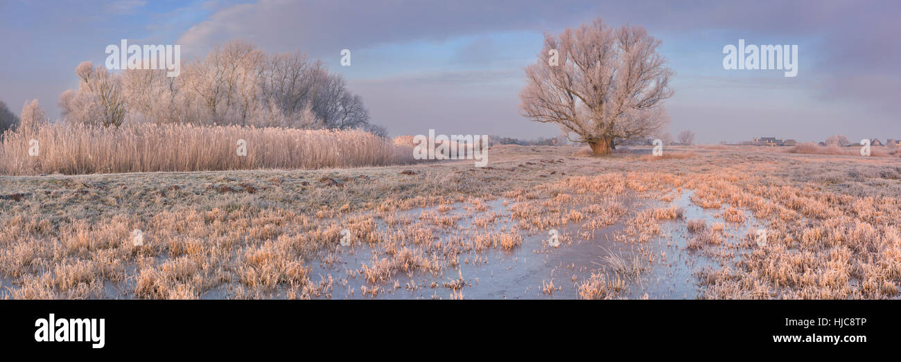 Un paysage gelé juste au nord d'Amsterdam aux Pays-Bas photographié à la lumière du soleil tôt le matin. Banque D'Images