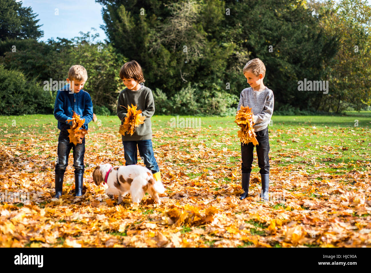 Trois garçons jouant dehors avec le chien, la collecte de feuilles d'automne Banque D'Images