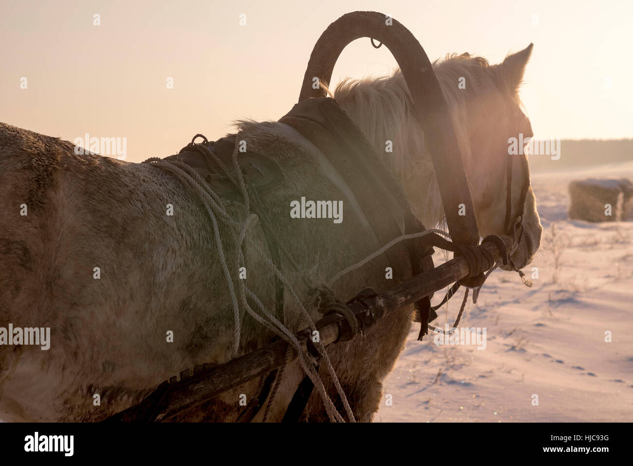 Cheval de ferme debout dans la neige, vue arrière Banque D'Images