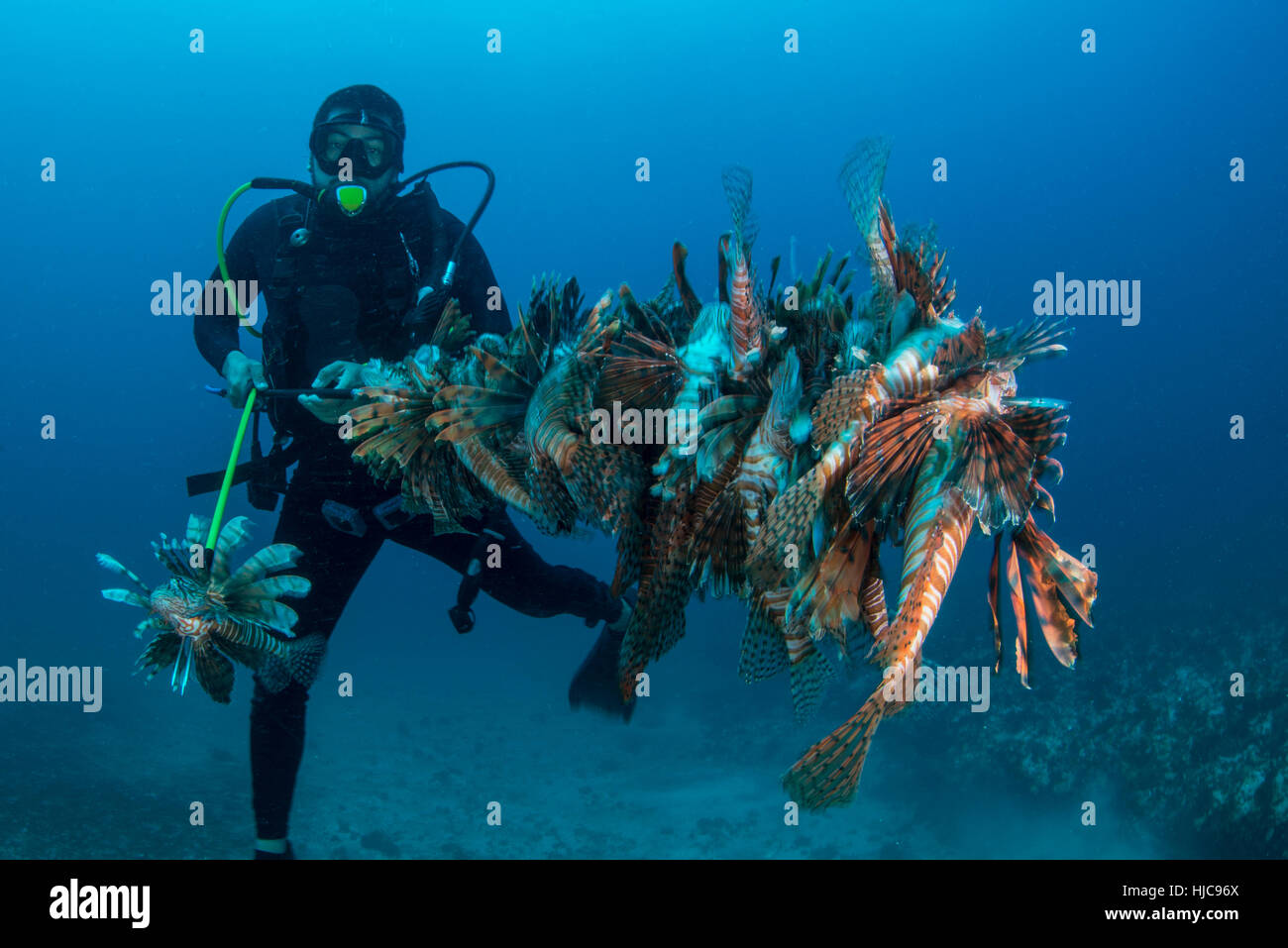 Diver recueille de poisson lion envahissantes récif local Banque D'Images