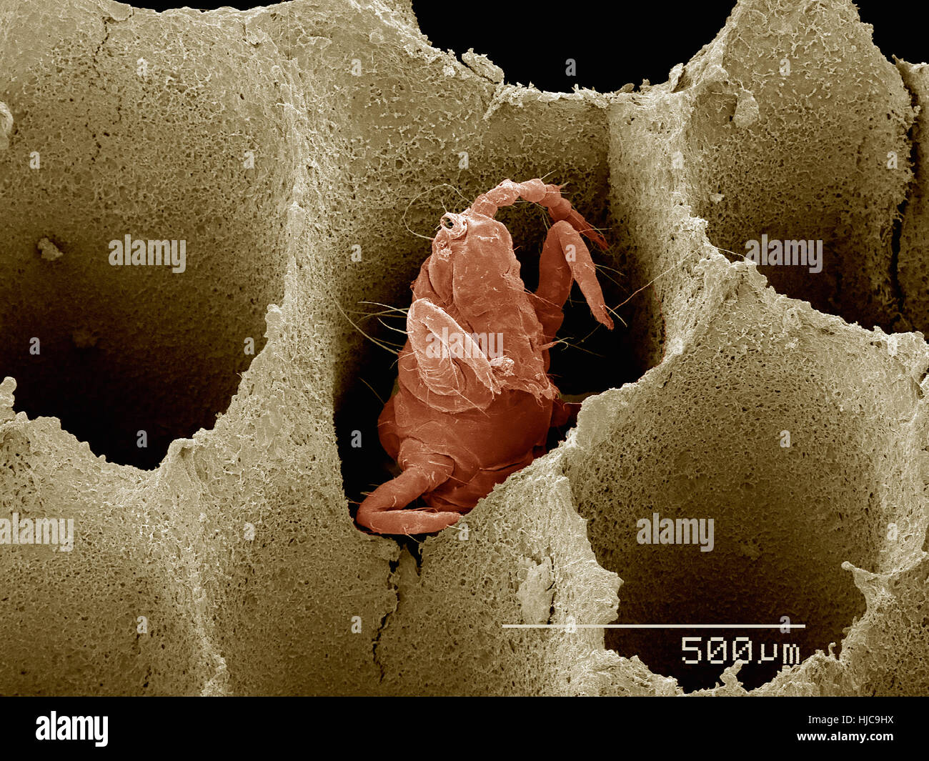 Un thrips (Thysanoptera) dans la région de champignon Banque D'Images