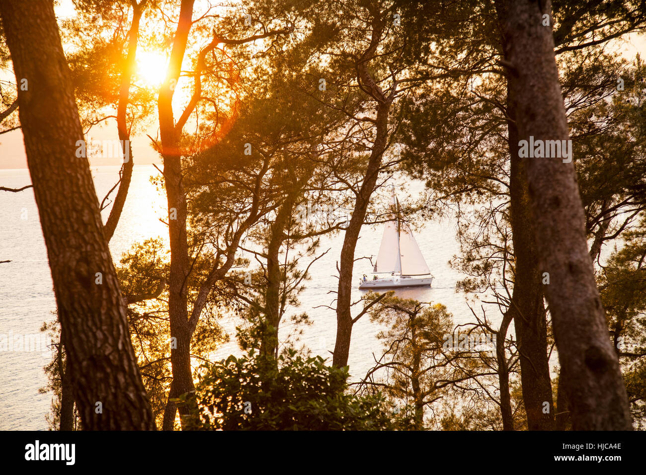 Coucher de soleil dans la forêt côtière, Split, Dalmatie, Croatie Banque D'Images