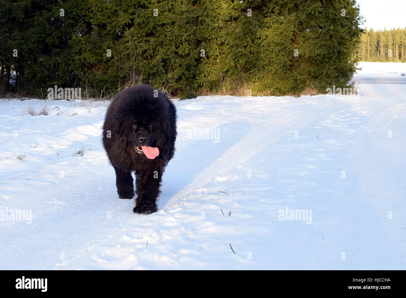 Newfoundland dog walking on snowy winter yard Banque D'Images
