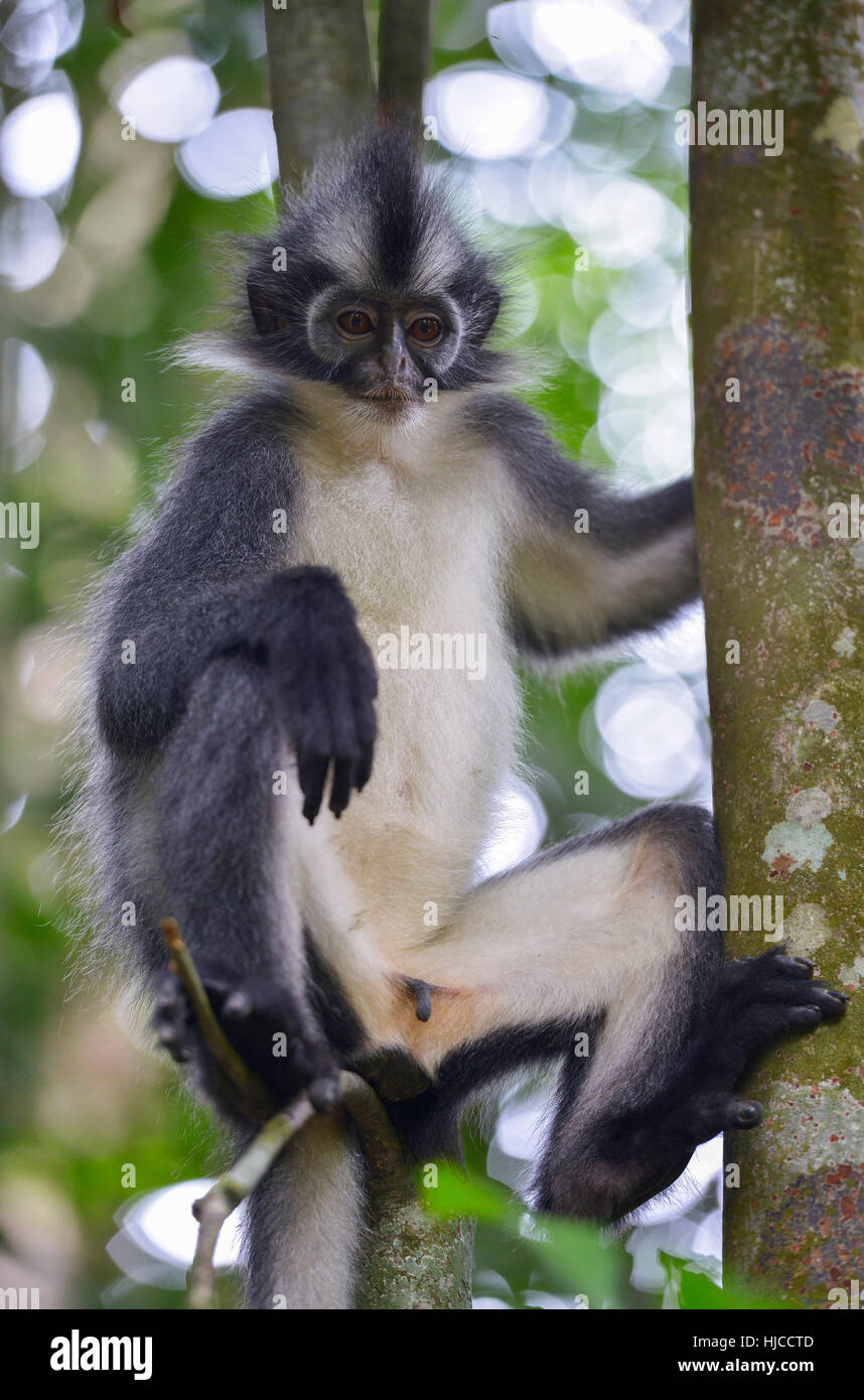 Singe dans la jungle à Bukit Lawang, Sumatra, Indonésie Banque D'Images