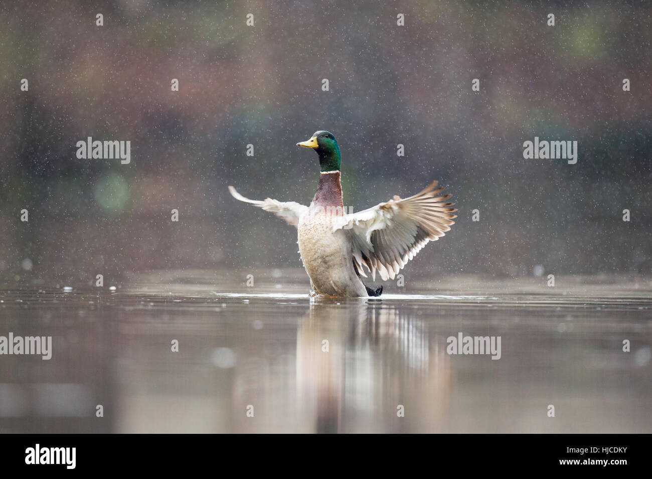 Un canard colvert mâle bat des ailes tout en étant assis sur l'eau d'une pluie de printemps. Banque D'Images
