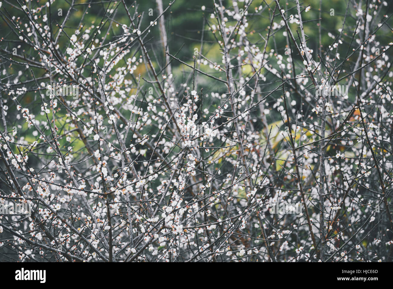 Branches de prunier couverts par petite fleur du remplacement de feuilles en hiver. Banque D'Images