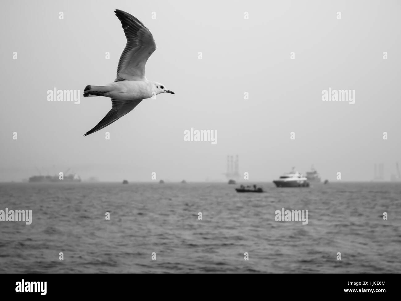 Mouette noir et blanc, oiseau, mer Banque D'Images