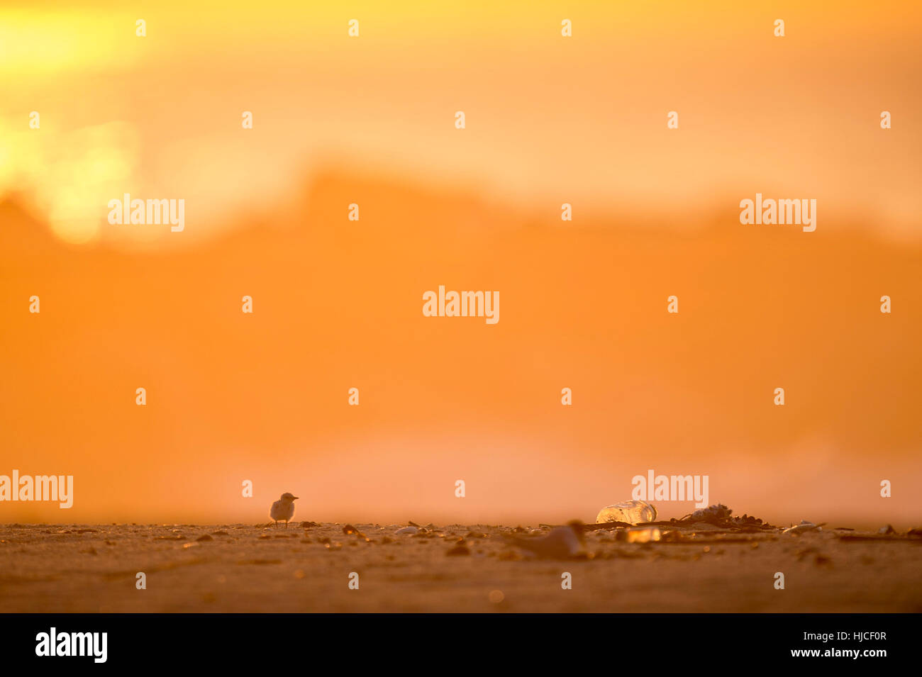 Malheureusement une scène commune à la côte du New Jersey est d'observer la faune et la corbeille. Cette très jeune et très petit moins de Dougall se dresse sur un poussin Banque D'Images