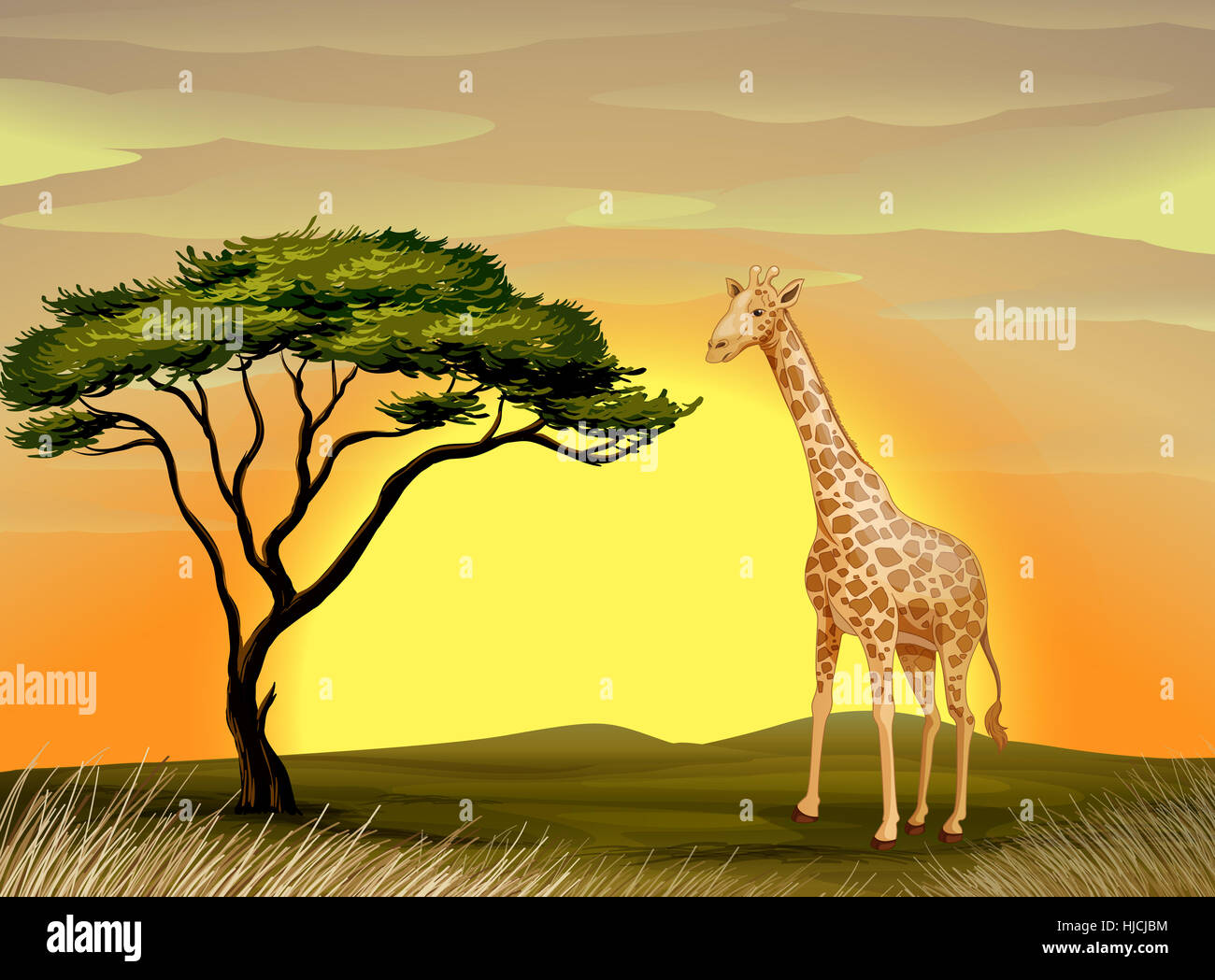 Single, arbre, graphique, animal, mammifère, Wild, coucher du soleil, l'Afrique, de la savane, feuilles, Banque D'Images