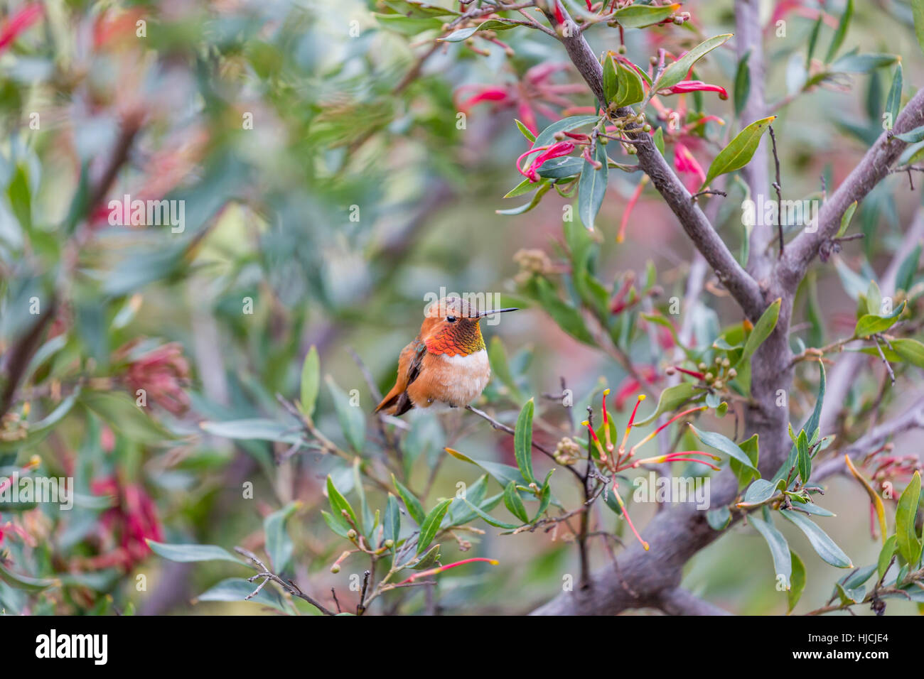 Allen (colibri Selasphorus sasin) Banque D'Images