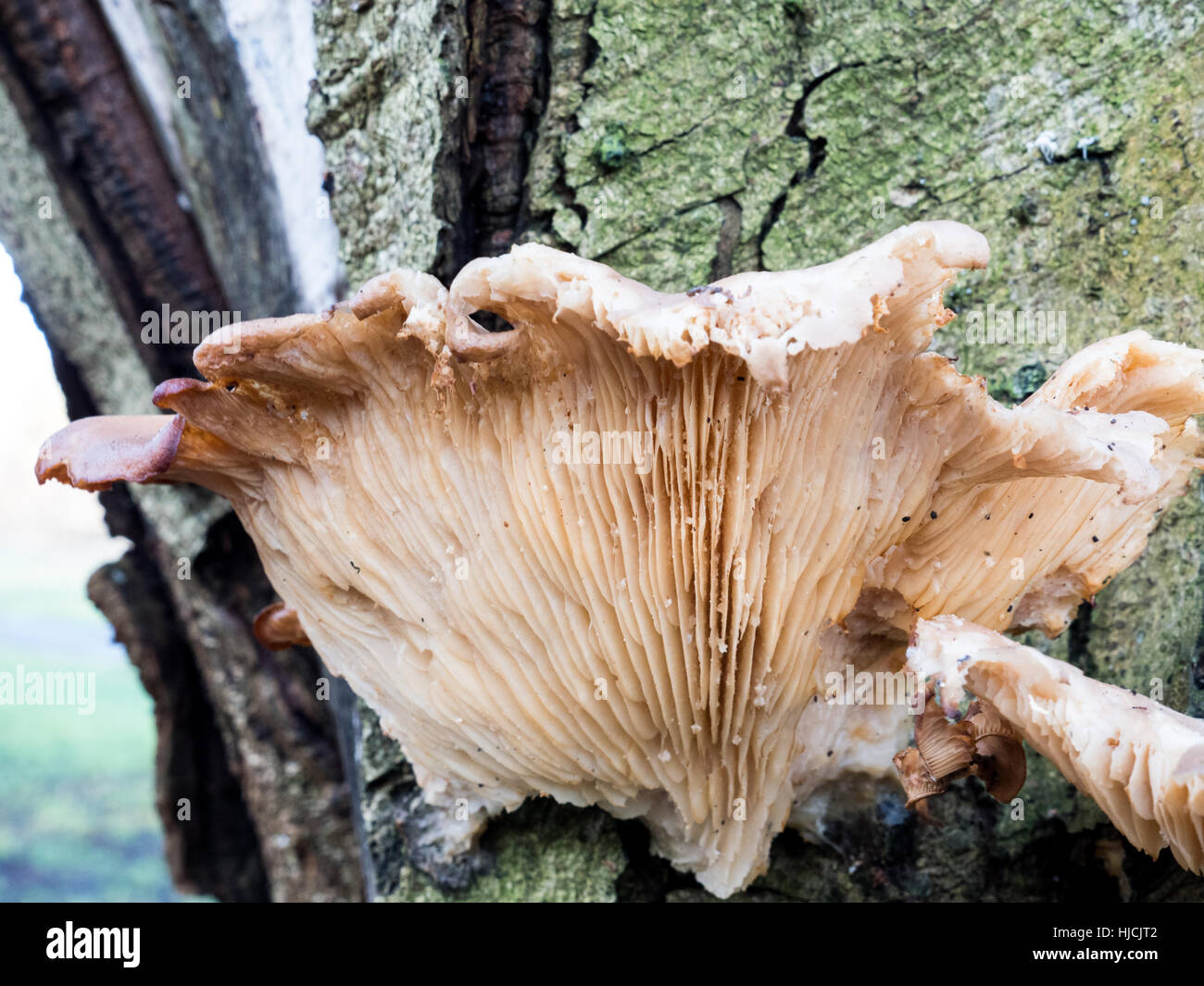 Grand champignon sur un arbre Banque D'Images