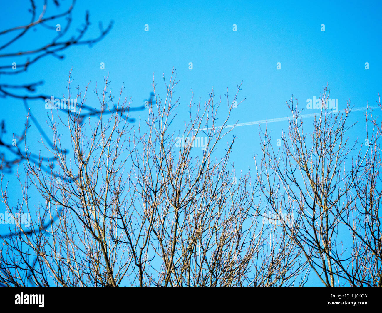 Des traînées de vapeur d'avion vu à travers les arbres sur un ciel bleu clair Banque D'Images