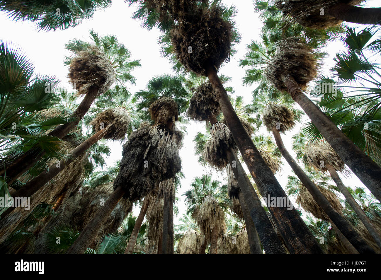 Palm Springs, Californie, USA. Jan 9, 2017. La faille de San Andreas s'exécute directement sous les palmiers dans la réserve 000 vallée de Coachella. Eau des sources le long de la côte de San Andreas problème tremblement de l'approvisionnement en eau de il palmiers au milieu du désert. Credit : Jonathan Alcorn/ZUMA/Alamy Fil Live News Banque D'Images