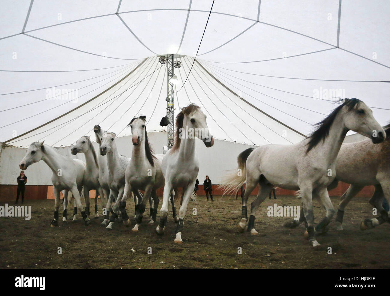 Vancouver, Canada. 24 Jan, 2017. Les chevaux sont visible à l'intérieur de la tente stable pour le spectacle Odysseo qui se tiendra à Vancouver, Canada, le 24 janvier 2017. Un total de 65 chevaux est arrivé à Vancouver en vue du 'Odysseo", un cirque à cheval sur le 29 janvier. 'Odysseo' est un tour du monde la production théâtrale composée d'activités artistiques, d'acrobatie, de la musique et des effets visuels multimédia. Credit : Liang Sen/Xinhua/Alamy Live News Banque D'Images