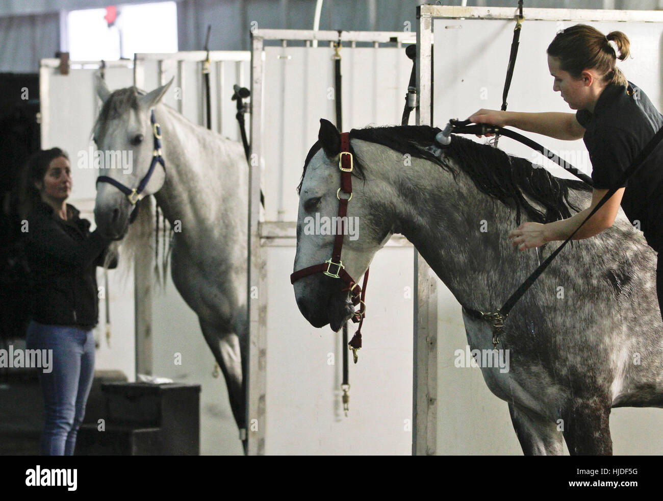 Vancouver, Canada. 24 Jan, 2017. Les membres de l'équipe stable de prendre soin des chevaux à l'intérieur de la tente stable pour le spectacle Odysseo qui se tiendra à Vancouver, Canada, le 24 janvier 2017. Un total de 65 chevaux est arrivé à Vancouver en vue du 'Odysseo", un cirque à cheval sur le 29 janvier. 'Odysseo' est un tour du monde la production théâtrale composée d'activités artistiques, d'acrobatie, de la musique et des effets visuels multimédia. Credit : Liang Sen/Xinhua/Alamy Live News Banque D'Images