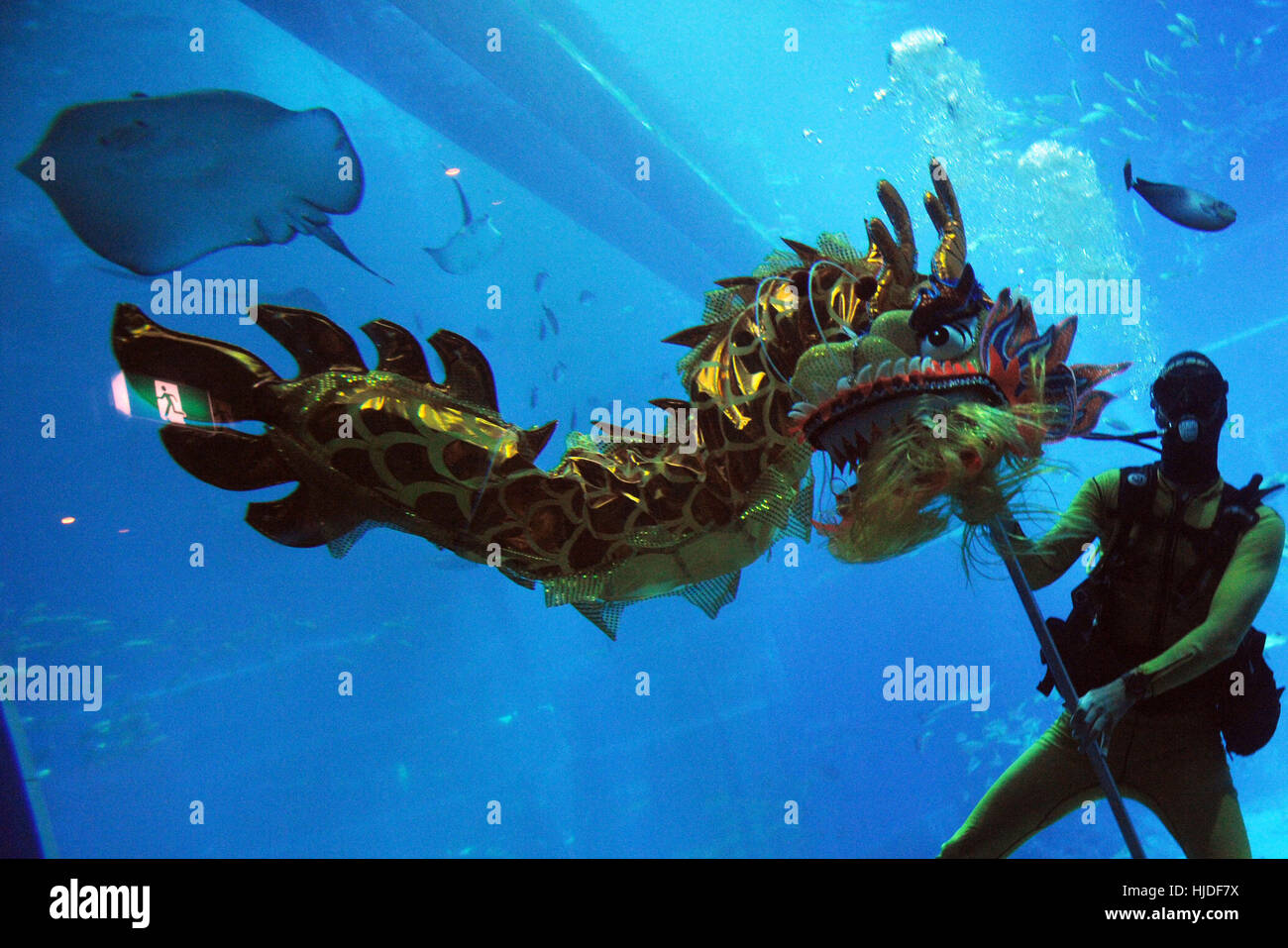 Singapour 25 Jan 2017 Un Plongeur Sous Marin Effectue La Danse Du Dragon A La S E A L Aquarium Du Resorts World Sentosa De Singapour Le 25 Janvier 2017 L Aquarium A Presente Aux Medias Un