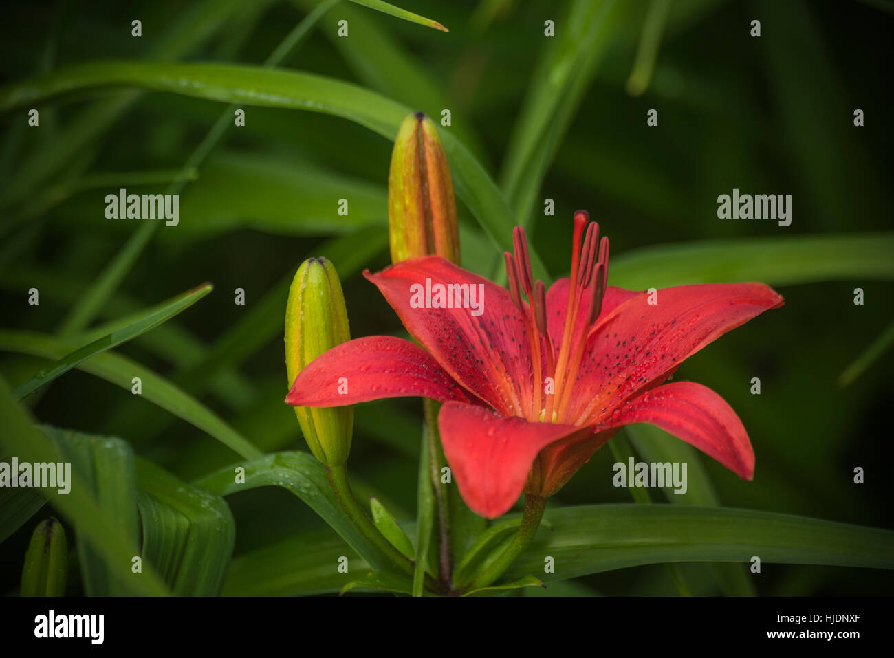 Jardin botanique Banque D'Images