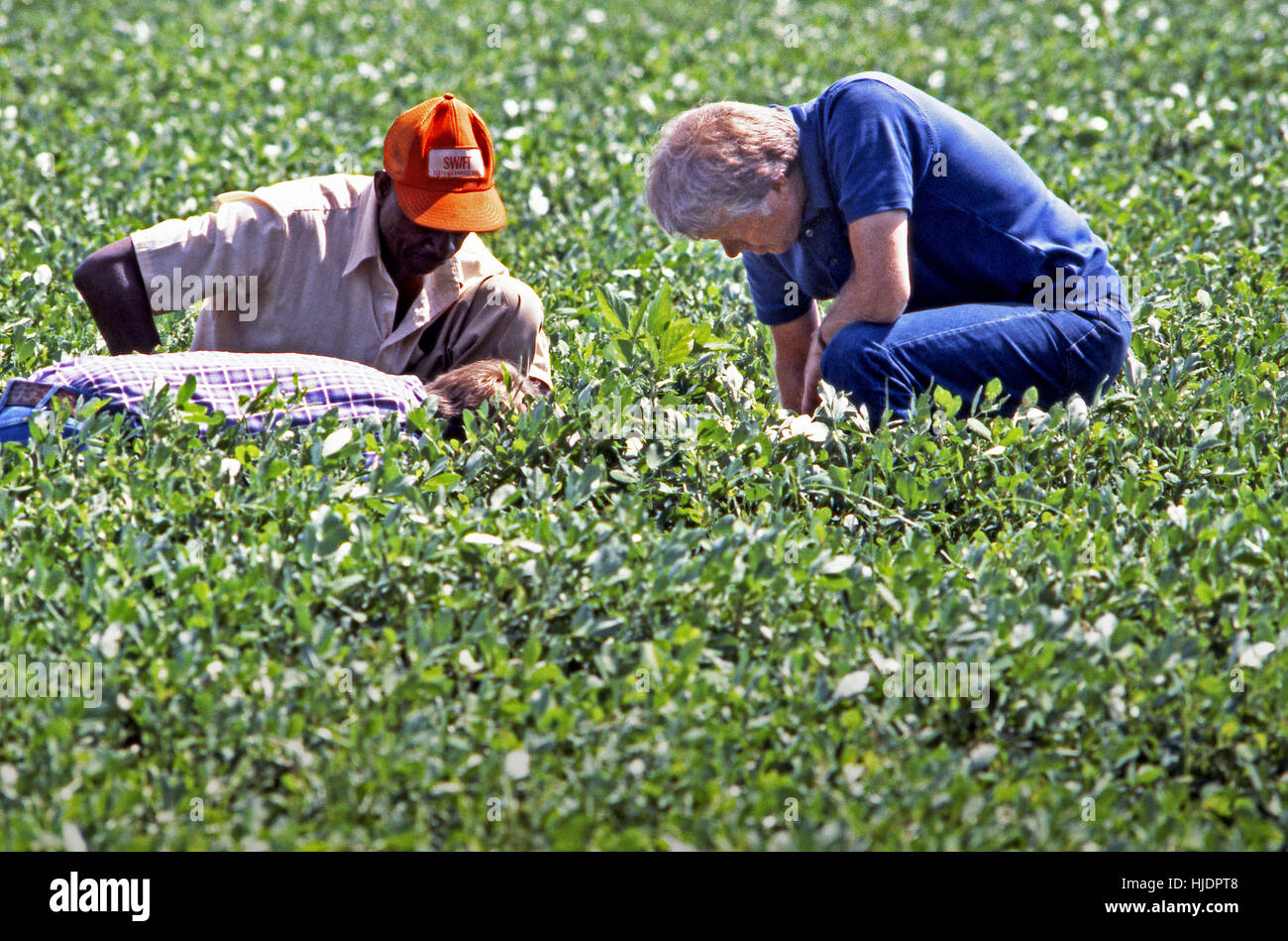 Le président Jimmy Carter et son frère Billy Carter sont rejoint par un fermier qu'ils évaluent leur récolte d'arachide d'été. Les carter propre étendues de terres agricoles autour de Plains, Géorgie, ainsi qu'un entrepôt d'arachides dans cette ville, bien que le président du fonds sont détenus dans une fiducie sans droit de regard durant sa présidence. Banque D'Images