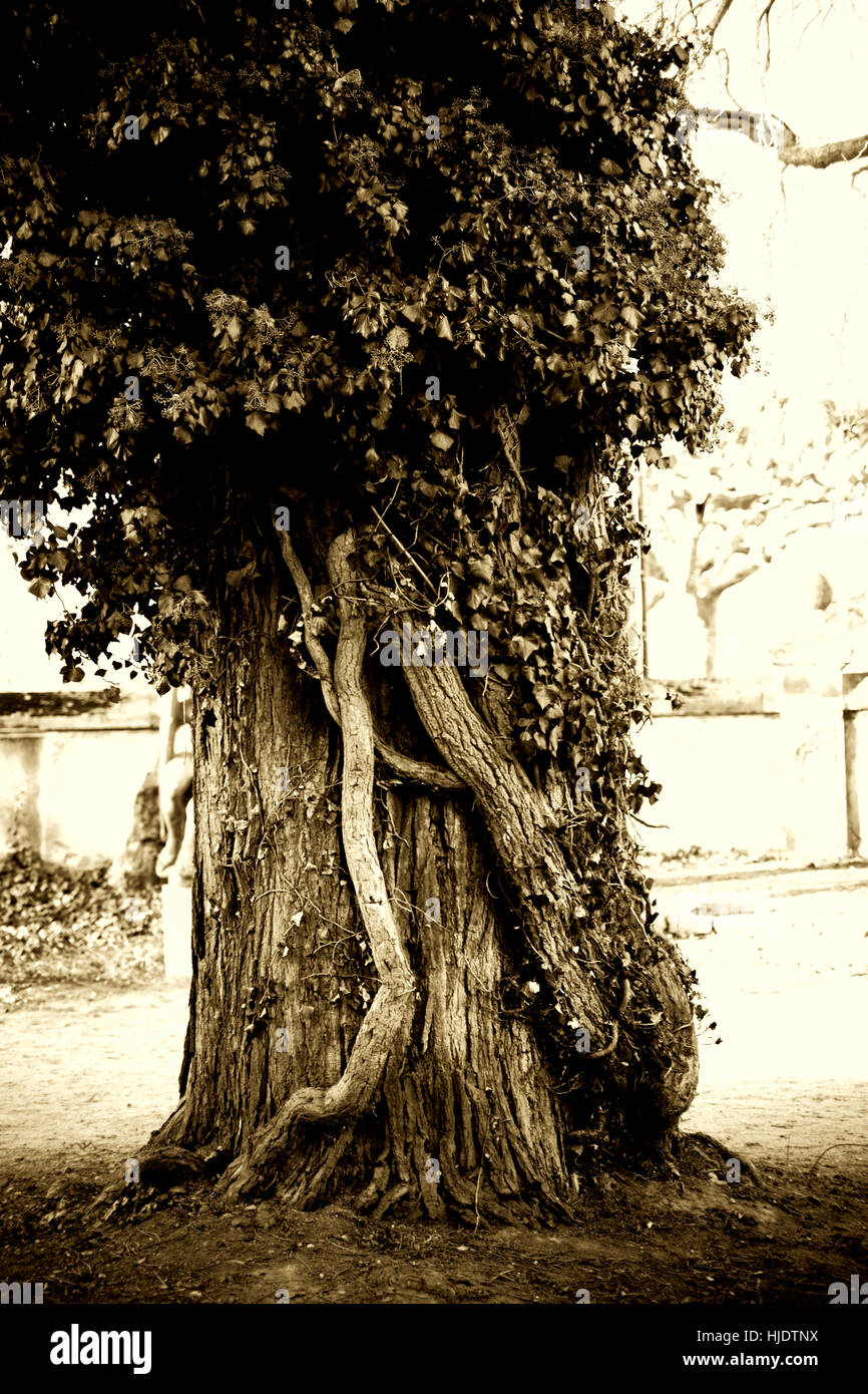 Arbre noueux Banque D'Images