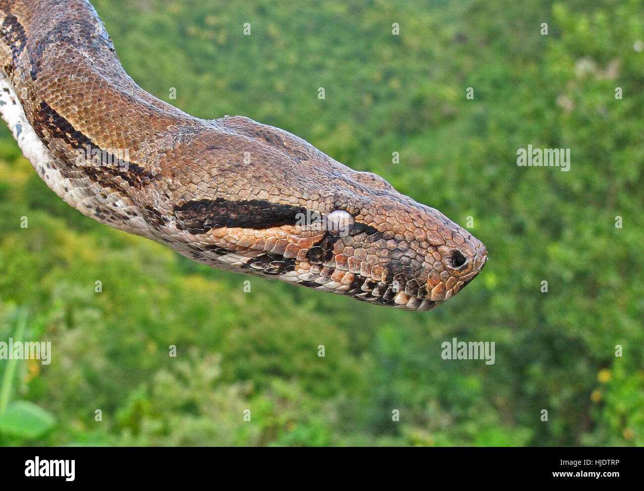 Boa Constrictor (Boa constrictor orphias) close up de tête, St Lucia, Petites Antilles Décembre Banque D'Images