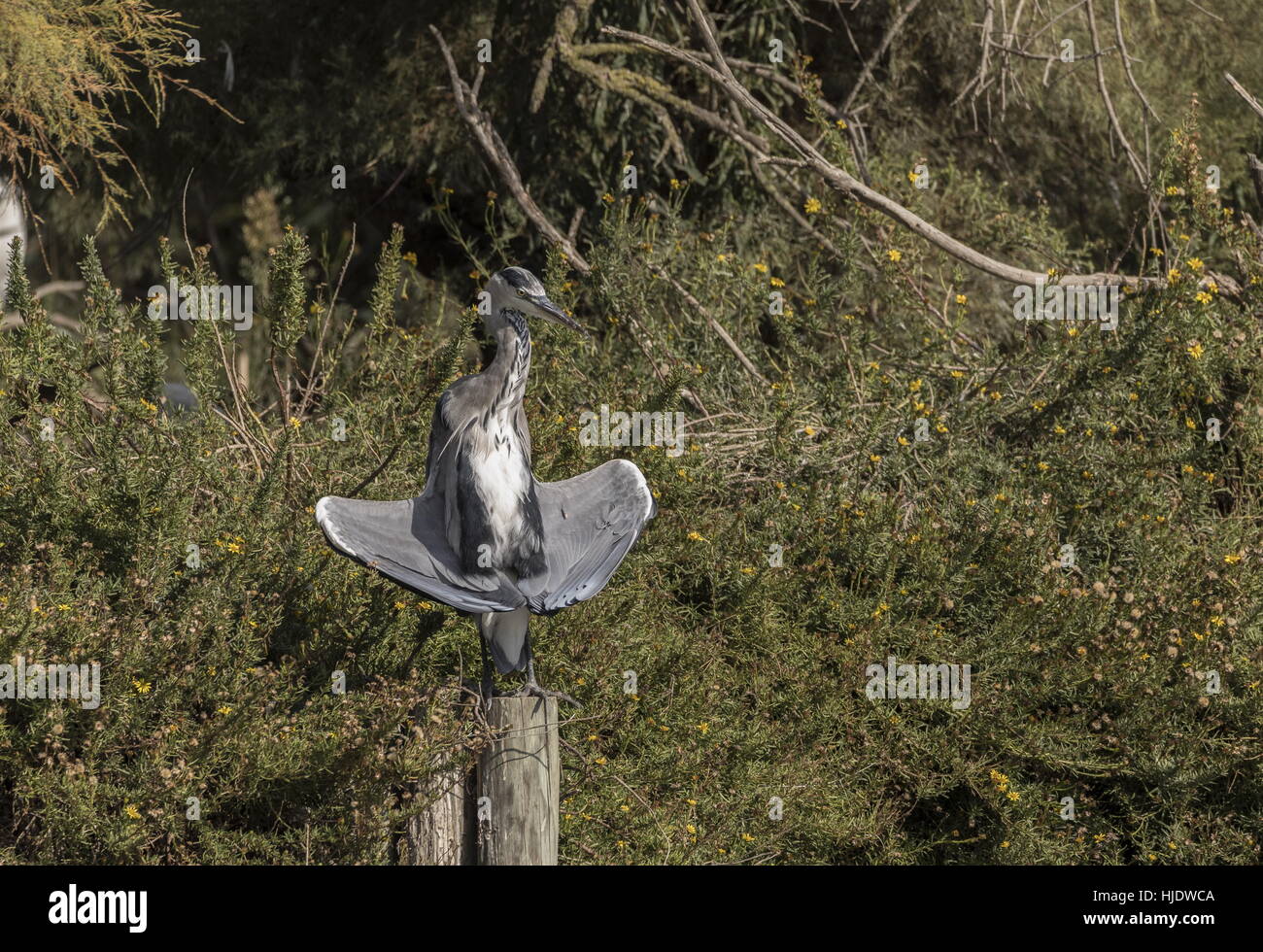 Héron cendré Ardea cinerea reposant par le lac, faire des choses étranges avec ses ailes. Banque D'Images