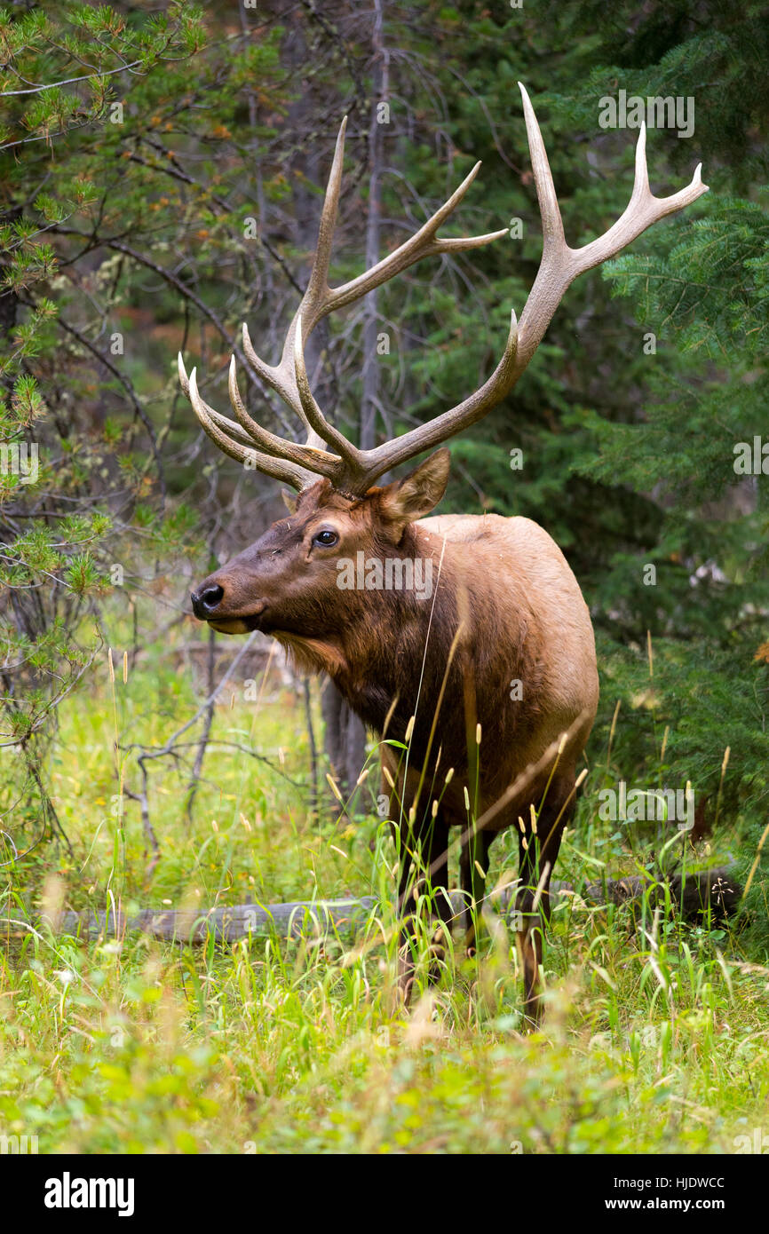 Un grand mâle debout dans une forêt prairie le long de la route en Moose-Wilson Jackson Hole. Parc National de Grand Teton, Wyoming Banque D'Images