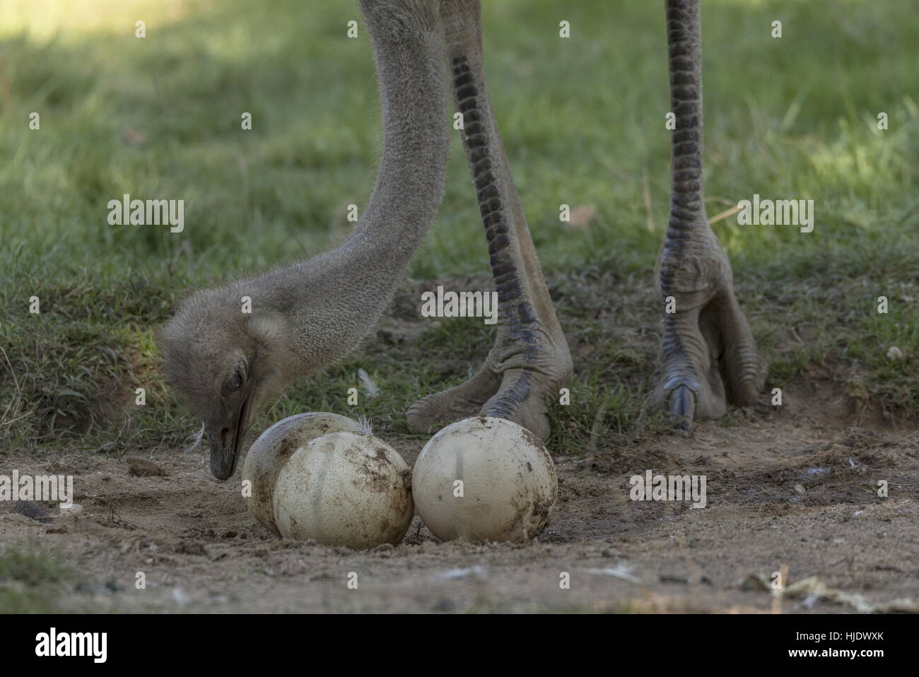 , Plectrophenax nivalis commune tendant femelle oeufs dans le nid - plus grand de tout les oeufs d'oiseaux existants. L'Afrique. Banque D'Images