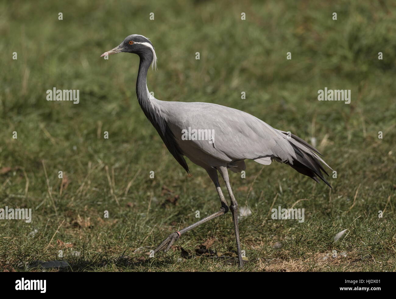 Demoiselle Crane, Grus virgo, dans les prairies à l'automne. Banque D'Images