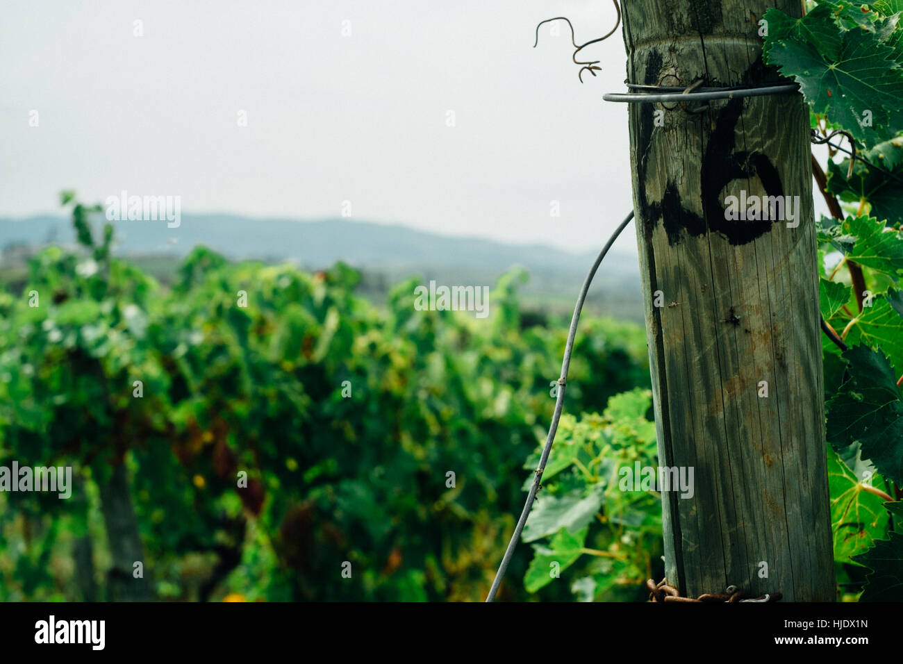 Vineyard Banque D'Images