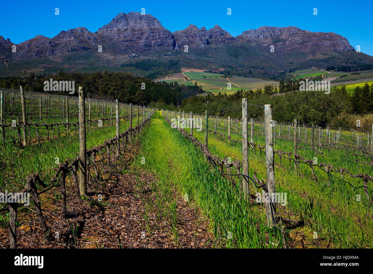 Vignobles de Stellenbosch Stellenbosch avec montagnes en arrière-plan, l'Afrique du Sud Banque D'Images