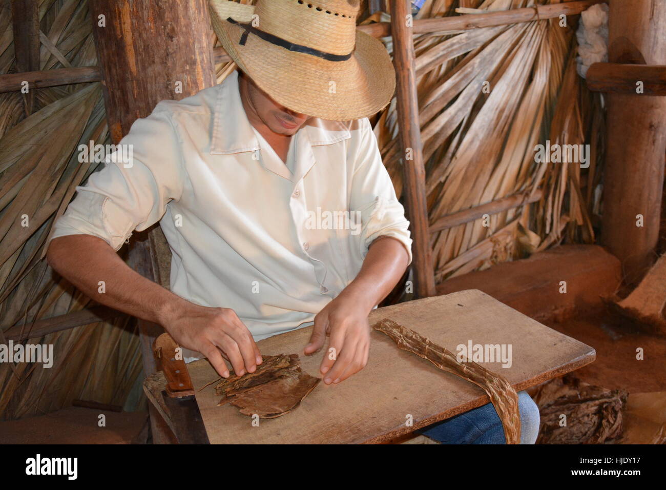 Le roulement d'un cultivateur de tabac à cigare, Cuba Vinales Banque D'Images Le roulement d'un cultivateur de tabac à cigare, Cuba Vinales Banque D'Images