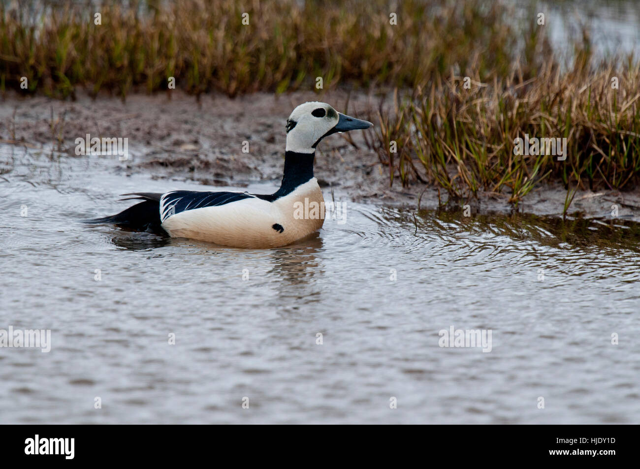 'Eider de Steller sur le bord de l'étang de la toundra près de Barrow AK Banque D'Images