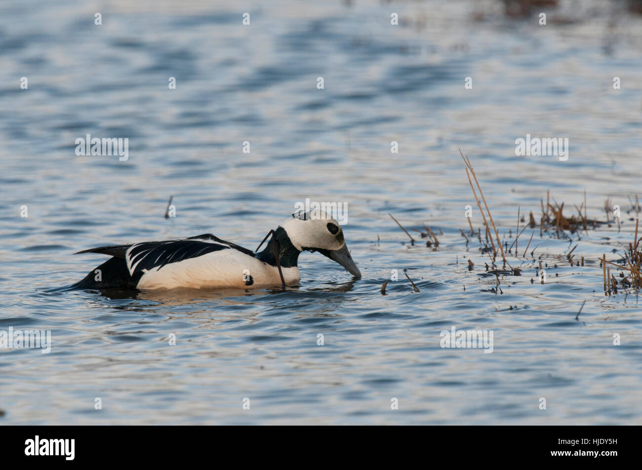 Drake'eider de Steller sur l'étang de la toundra près de Barrow en Alaska Banque D'Images