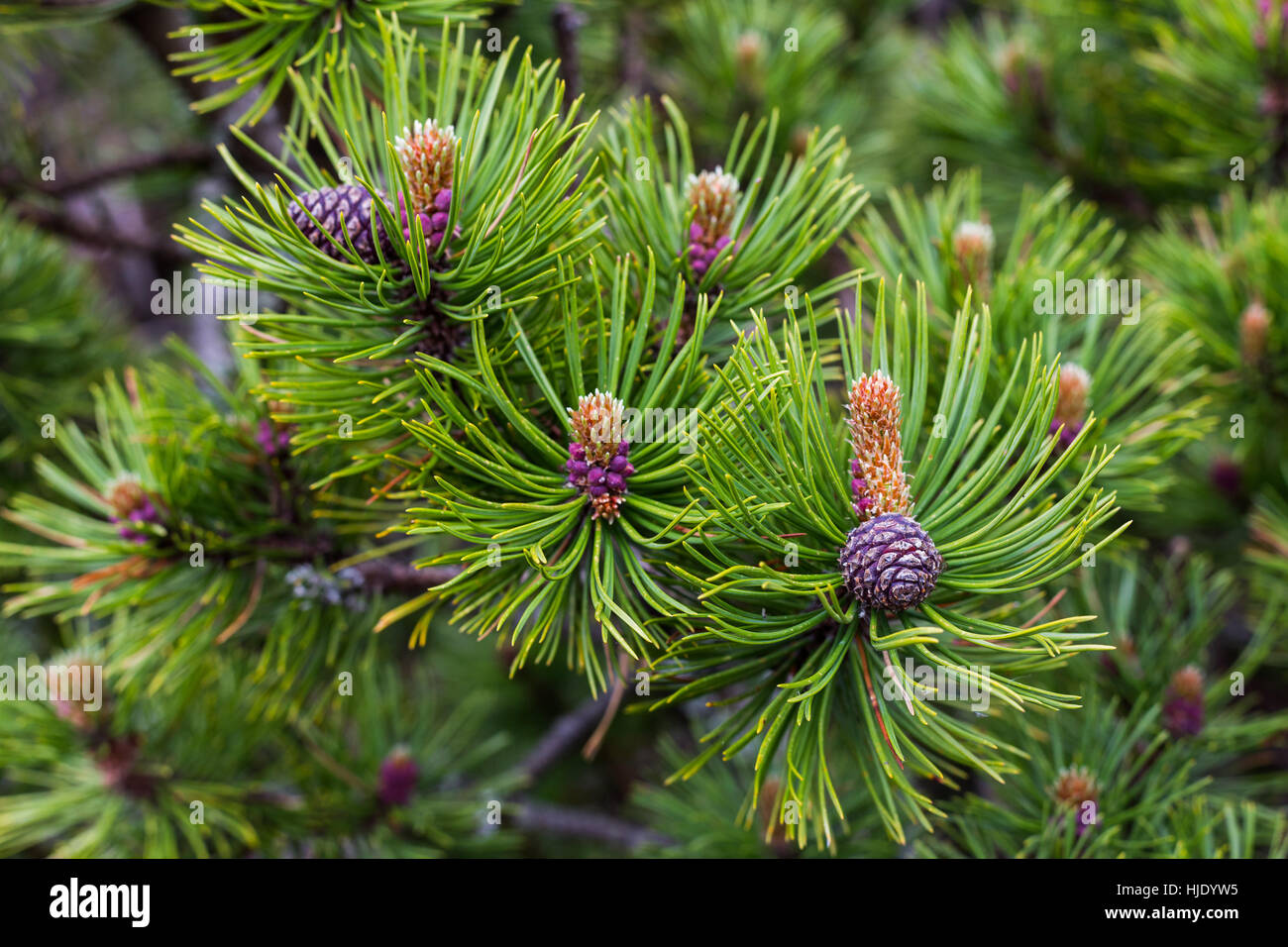 De détaillées branche verte de pin avec sharp needle, jeunes pousses, Hautes Tatras, Slovaquie Banque D'Images