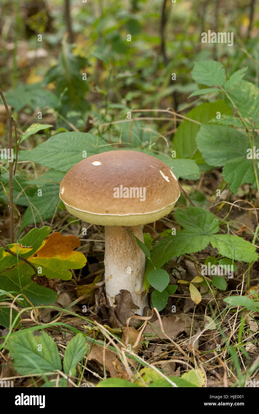 La nourriture, aliment, épices, légumes, champignons, champignons, comestibles, des forêts, de l'alimentation, Banque D'Images